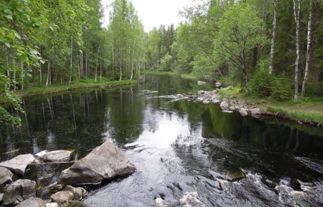 Parco Nazionale di Koli, Finlandia
