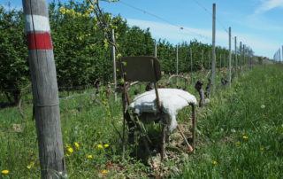 Barolo, sentiero